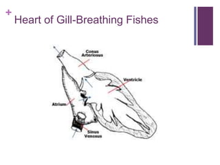 +
Heart of Gill-Breathing Fishes
 