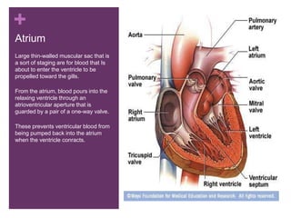 +
Atrium
Large thin-walled muscular sac that is
a sort of staging are for blood that Is
about to enter the ventricle to be
propelled toward the gills.
From the atrium, blood pours into the
relaxing ventricle through an
atrioventricular aperture that is
guarded by a pair of a one-way valve.
These prevents ventricular blood from
being pumped back into the atrium
when the ventricle conracts.
 