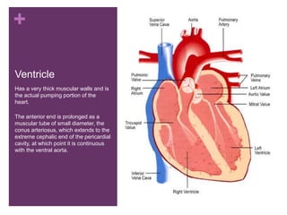 +
Ventricle
Has a very thick muscular walls and is
the actual pumping portion of the
heart.
The anterior end is prolonged as a
muscular tube of small diameter, the
conus arteriosus, which extends to the
extreme cephalic end of the pericardial
cavity, at which point it is continuous
with the ventral aorta.
 