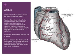 +
Conus
Composed chiefly of cardiac muscle
and elastic connective tissue.
A series of semilunar valves facing
forward within the conus prevent
backflow with each delivery of
ventricular blood, and then slowly
constricts, maintauning a steady
arterial pressure in the ventral aorta for
the flow of blood through the gill
capillaries.
In teleost is short and has only one set
of vavles.
Bulbus Arteriosus –the dilated part of
the aorta just in front of the heart from
which the aortic arches arise in
vertebrate embryos and in the adult of
many lower vertebrates.
 