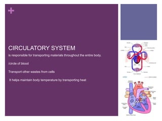 +
CIRCULATORY SYSTEM
is responsible for transporting materials throughout the entire body.
/circle of blood
Transport other wastes from cells
It helps maintain body temperature by transporting heat
 