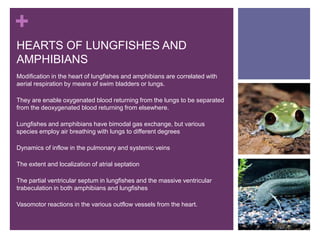 +
HEARTS OF LUNGFISHES AND
AMPHIBIANS
Modification in the heart of lungfishes and amphibians are correlated with
aerial respiration by means of swim bladders or lungs.
They are enable oxygenated blood returning from the lungs to be separated
from the deoxygenated blood returning from elsewhere.
Lungfishes and amphibians have bimodal gas exchange, but various
species employ air breathing with lungs to different degrees
Dynamics of inflow in the pulmonary and systemic veins
The extent and localization of atrial septation
The partial ventricular septum in lungfishes and the massive ventricular
trabeculation in both amphibians and lungfishes
Vasomotor reactions in the various outflow vessels from the heart.
 