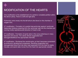 +
MODIFICATION OF THE HEARTS
One modification is the establishment of a partial or complete partition within
the atrium (atria), There is a left and right atria.
Pulmonary veins empty into the left atrium (the blood on this chamber is
oxygen rich)
2nd modification : Formation of a partial interventricular septum/ ventricular
trabeculae (shelves projecting form the ventricular wall into the chamber and
running mostly cephalocaudal (direction of head to tail)
3rd modification : Formation of spiral valve in the conus arteriosus in many
dipnoans and anuran. The valves directs oxygenated and
deoxygenatedblood into appropriate channels.
4th modification : Shortened the ventral aorta, so that it becomes nonexistent
as embryonic development progresses. Resulting oxygenated and
deoxygenated blood that has been kept separated from the heart by septa,
traculae, and spiral vales moves from the heart into appropriate vessels.
 