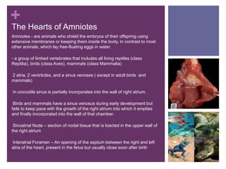 +
The Hearts of Amniotes
Amniotes - are animals who shield the embryos of their offspring using
extensive membranes or keeping them inside the body, in contrast to most
other animals, which lay free-floating eggs in water.
- a group of limbed vertebrates that includes all living reptiles (class
Reptilia), birds (class Aves), mammals (class Mammalia)
-2 atria, 2 ventrticles, and a sinus venoses ( except in adult birds and
mammals)
-In crocodile sinus is partially incorporates into the wall of right atrium.
-Birds and mammals have a sinus venosus during early development but
fails to keep pace with the growth of the right atrium into which it empties
and finally incorporated into the wall of that chamber.
-Sinoatrial Node – section of nodal tissue that is loacted in the upper wall of
the right atrium
-Interatrial Foramen – An opening of the septum between the right and left
atria of the heart, present in the fetus but usually close soon after birth
 