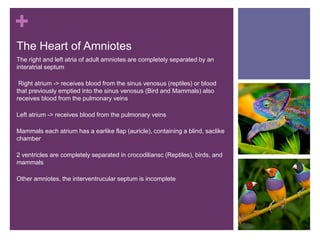 +
The Heart of Amniotes
The right and left atria of adult amniotes are completely separated by an
interatrial septum
Right atrium -> receives blood from the sinus venosus (reptiles) or blood
that previously emptied into the sinus venosus (Bird and Mammals) also
receives blood from the pulmonary veins
Left atrium -> receives blood from the pulmonary veins
Mammals each atrium has a earlike flap (auricle), containing a blind, saclike
chamber
2 ventricles are completely separated in crocodiliansc (Reptiles), birds, and
mammals
Other amniotes, the interventrucular septum is incomplete
 