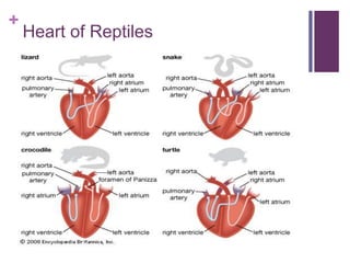 +
Heart of Reptiles
 