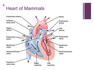 +
Heart of Mammals
 