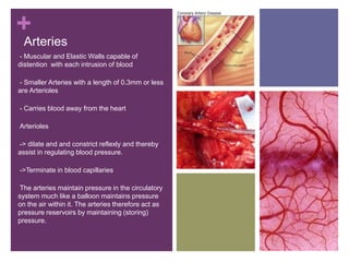 +
Arteries
-- Muscular and Elastic Walls capable of
distention with each intrusion of blood
-- Smaller Arteries with a length of 0.3mm or less
are Arterioles
-- Carries blood away from the heart
-Arterioles
--> dilate and and constrict reflexly and thereby
assist in regulating blood pressure.
-->Terminate in blood capillaries
-The arteries maintain pressure in the circulatory
system much like a balloon maintains pressure
on the air within it. The arteries therefore act as
pressure reservoirs by maintaining (storing)
pressure.
 