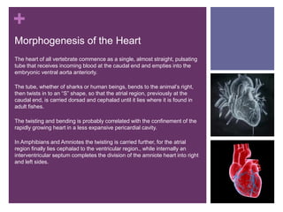 +
Morphogenesis of the Heart
The heart of all vertebrate commence as a single, almost straight, pulsating
tube that receives incoming blood at the caudal end and empties into the
embryonic ventral aorta anteriorly.
The tube, whether of sharks or human beings, bends to the animal’s right,
then twists in to an “S” shape, so that the atrial region, previously at the
caudal end, is carried dorsad and cephalad until it lies where it is found in
adult fishes.
The twisting and bending is probably correlated with the confinement of the
rapidly growing heart in a less expansive pericardial cavity.
In Amphibians and Amniotes the twisting is carried further, for the atrial
region finally lies cephalad to the ventricular region., while internally an
interventricular septum completes the division of the amniote heart into right
and left sides.
 