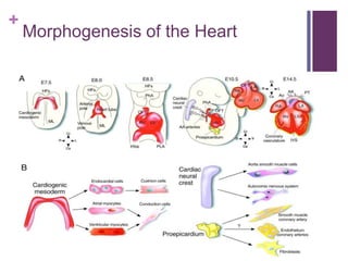 +
Morphogenesis of the Heart
 