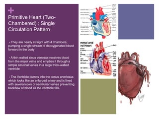 +Primitive Heart (Two-
Chambered) : Single
Circulation Pattern
-- They are nearly straight with 4 chambers,
pumping a single stream of deoxygenated blood
forward in the body
-- A thin walled sinus venosus receives blood
from the major veins and empties it through a
simple sinutrial valves in a large thick-walled
ventricle
-- The Ventricle pumps into the conus arteriosus
which looks like an enlarged artery and is lined
with several rows of semilunar valves preventing
backflow of blood as the ventricle fills.
-
 