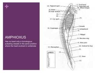 +
AMPHIOXUS
Has no heart only a homologous
pulsating vessels in the same position
where the heart evolved in vertebrate
 