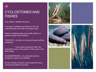 +
CYCLOSTOMES AND
FISHES
Vary widely in detailed structure
The heart is relatively far forward in from the
pectorial girdle and under the posterior gills.
Atrium is relatively large and usually shifts to a
position dorsal to the ventricle
TELEOSTS - ventricle is conical with apex pointing
posteriorly
- have bulbus arteriosus within the
pericardial cavity in the position of the conus in the
other fishes
ELASMOBRANCES – its pericardial cavity is
bordered in party by the skeleton
As the ventricle contracts, blood enters the sinus
venosus and atrium by suction
 