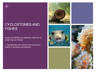 +
CYCLOSTOMES AND
FISHES
Hearts of FISHES are relatively small due to
small volume of blood
- Cyclostomes and Fishes have accessory
hearts or pumping mechanisms
 