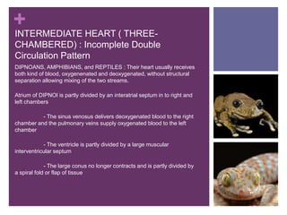 +INTERMEDIATE HEART ( THREE-
CHAMBERED) : Incomplete Double
Circulation Pattern
DIPNOANS, AMPHIBIANS, and REPTILES : Their heart usually receives
both kind of blood, oxygenenated and deoxygenated, without structural
separation allowing mixing of the two streams.
Atrium of DIPNOI is partly divided by an interatrial septum in to right and
left chambers
- The sinus venosus delivers deoxygenated blood to the right
chamber and the pulmonary veins supply oxygenated blood to the left
chamber
- The ventricle is partly divided by a large muscular
interventricular septum
- The large conus no longer contracts and is partly divided by
a spiral fold or flap of tissue
 