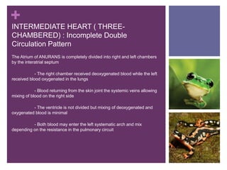 +
The Atrium of ANURANS is completely divided into right and left chambers
by the interatrial septum
- The right chamber received deoxygenated blood while the left
received blood oxygenated in the lungs
- Blood returning from the skin joint the systemic veins allowing
mixing of blood on the right side
- The ventricle is not divided but mixing of deoxygenated and
oxygenated blood is minimal
- Both blood may enter the left systematic arch and mix
depending on the resistance in the pulmonary circuit
INTERMEDIATE HEART ( THREE-
CHAMBERED) : Incomplete Double
Circulation Pattern
 