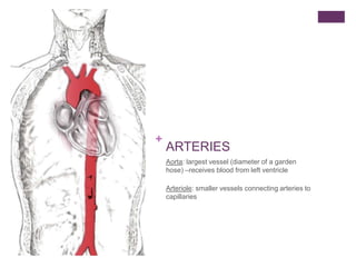 +
ARTERIES
Aorta: largest vessel (diameter of a garden
hose) –receives blood from left ventricle
Arteriole: smaller vessels connecting arteries to
capillaries
 