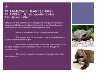 +
CHELOANS and SQUAMATE hearts appears during early embryonic
development but becomes divided in the adult to form the pulmonary
trunk and the independent right and left systemic trunk
- Atrium is completely divided into right and left atria
- The cavuum arteriosum received blood from the left atrium
but has no direct arterial output
- The cavuum pumonale does not receive blood directly from
the atria; It receives blood from the cavuum venosum through the
muscular ridge
- The cavuum venosum receives deoxygenated blood from
the right atrium
INTERMEDIATE HEART ( THREE-
CHAMBERED) : Incomplete Double
Circulation Pattern
 
