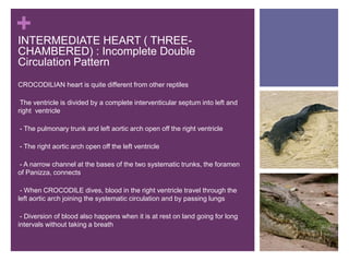 +
CROCODILIAN heart is quite different from other reptiles
-The ventricle is divided by a complete interventicular septum into left and
right ventricle
-- The pulmonary trunk and left aortic arch open off the right ventricle
-- The right aortic arch open off the left ventricle
-- A narrow channel at the bases of the two systematic trunks, the foramen
of Panizza, connects
-- When CROCODILE dives, blood in the right ventricle travel through the
left aortic arch joining the systematic circulation and by passing lungs
-- Diversion of blood also happens when it is at rest on land going for long
intervals without taking a breath
INTERMEDIATE HEART ( THREE-
CHAMBERED) : Incomplete Double
Circulation Pattern
 