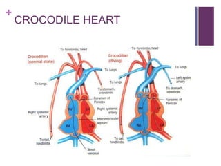 +
CROCODILE HEART
 