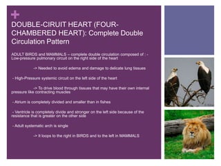 +DOUBLE-CIRUIT HEART (FOUR-
CHAMBERED HEART): Complete Double
Circulation Pattern
ADULT BIRDS and MAMMALS – complete double circulation composed of : -
Low-pressure pulmonary circuit on the right side of the heart
-> Needed to avoid edema and damage to delicate lung tissues
-- High-Pressure systemic circuit on the left side of the heart
- -> To drive blood through tissues that may have their own internal
pressure like contracting muscles
-- Atrium is completely divided and smaller than in fishes
-- Ventricle is completely divide and stronger on the left side because of the
resistance that is greater on the other side
-- Adult systematic arch is single
- -> It loops to the right in BIRDS and to the left in MAMMALS
 