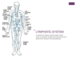 +
LYMPHATIC SYSTEM
a network of organs, lymph nodes, lymph
ducts, and lymph vessels that make and move
lymph from tissues to the bloodstream.
 