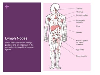+
Lymph Nodes
act as filters or traps for foreign
particles and are important in the
proper functioning of the immune
system
 