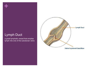 +
Lymph Duct
a great lymphatic vessel that empties
lymph into one of the subclavian veins
 