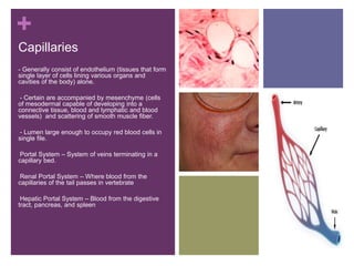 +
Capillaries
- Generally consist of endothelium (tissues that form
single layer of cells lining various organs and
cavities of the body) alone.
-- Certain are accompanied by mesenchyme (cells
of mesodermal capable of developing into a
connective tissue, blood and lymphatic and blood
vessels) and scattering of smooth muscle fiber.
-- Lumen large enough to occupy red blood cells in
single file.
-Portal System – System of veins terminating in a
capillary bed.
-Renal Portal System – Where blood from the
capillaries of the tail passes in vertebrate
-Hepatic Portal System – Blood from the digestive
tract, pancreas, and spleen
-
 