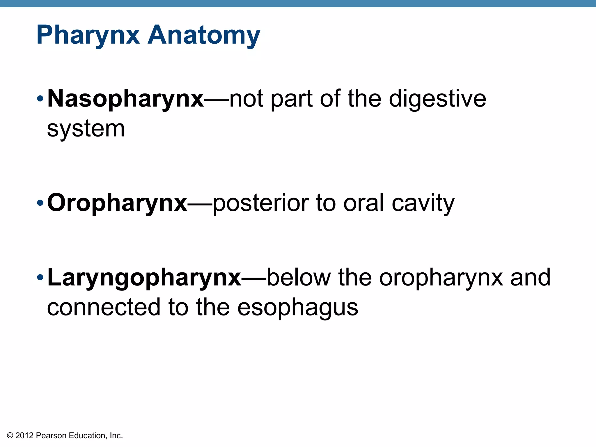 © 2012 Pearson Education, Inc.
Pharynx Anatomy
•Nasopharynx—not part of the digestive
system
•Oropharynx—posterior to oral cavity
•Laryngopharynx—below the oropharynx and
connected to the esophagus
 
