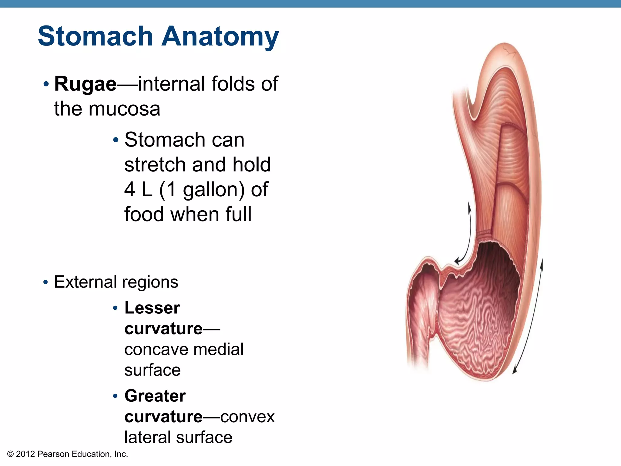 © 2012 Pearson Education, Inc.
Stomach Anatomy
• Rugae—internal folds of
the mucosa
• Stomach can
stretch and hold
4 L (1 gallon) of
food when full
• External regions
• Lesser
curvature—
concave medial
surface
• Greater
curvature—convex
lateral surface
 
