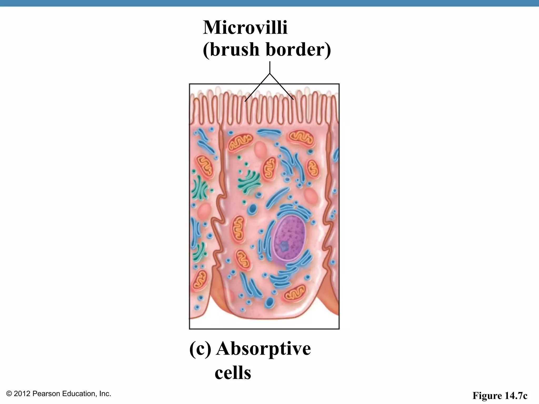 © 2012 Pearson Education, Inc. Figure 14.7c
(c) Absorptive
cells
Microvilli
(brush border)
 