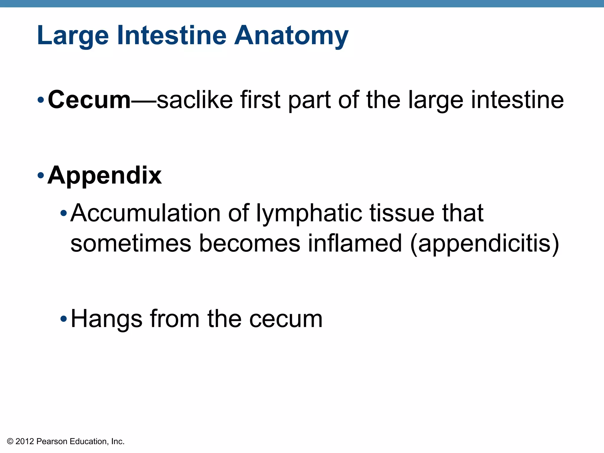 © 2012 Pearson Education, Inc.
Large Intestine Anatomy
•Cecum—saclike first part of the large intestine
•Appendix
•Accumulation of lymphatic tissue that
sometimes becomes inflamed (appendicitis)
•Hangs from the cecum
 