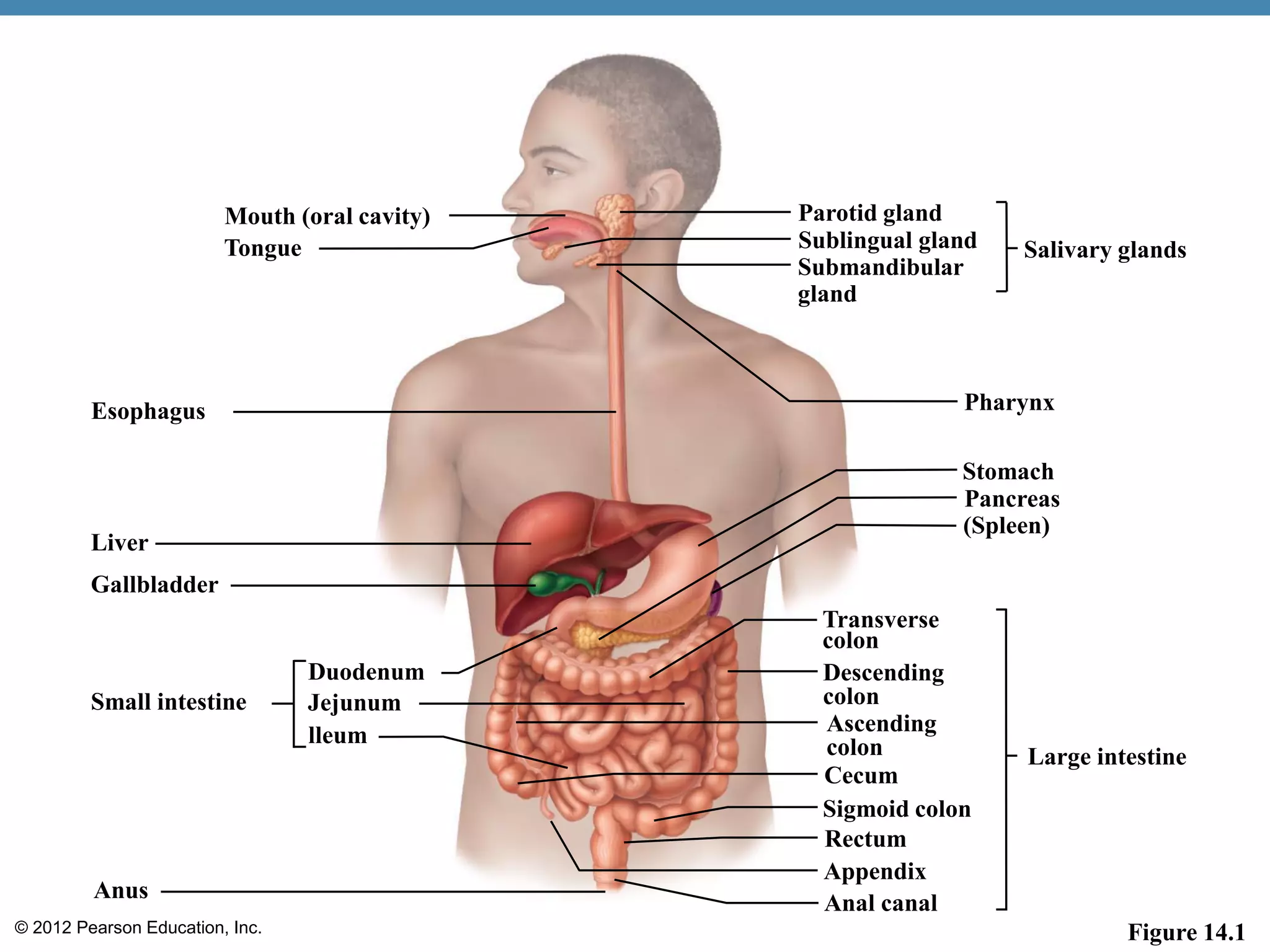 © 2012 Pearson Education, Inc.
Mouth (oral cavity)
Tongue
Esophagus
Liver
Gallbladder
Small intestine
Duodenum
Jejunum
lleum
Anus
Parotid gland
Salivary glandsSublingual gland
Submandibular
gland
Pharynx
Stomach
Pancreas
(Spleen)
Large intestine
Descending
colon
Cecum
Sigmoid colon
Rectum
Appendix
Anal canal
Transverse
colon
Ascending
colon
Figure 14.1
 