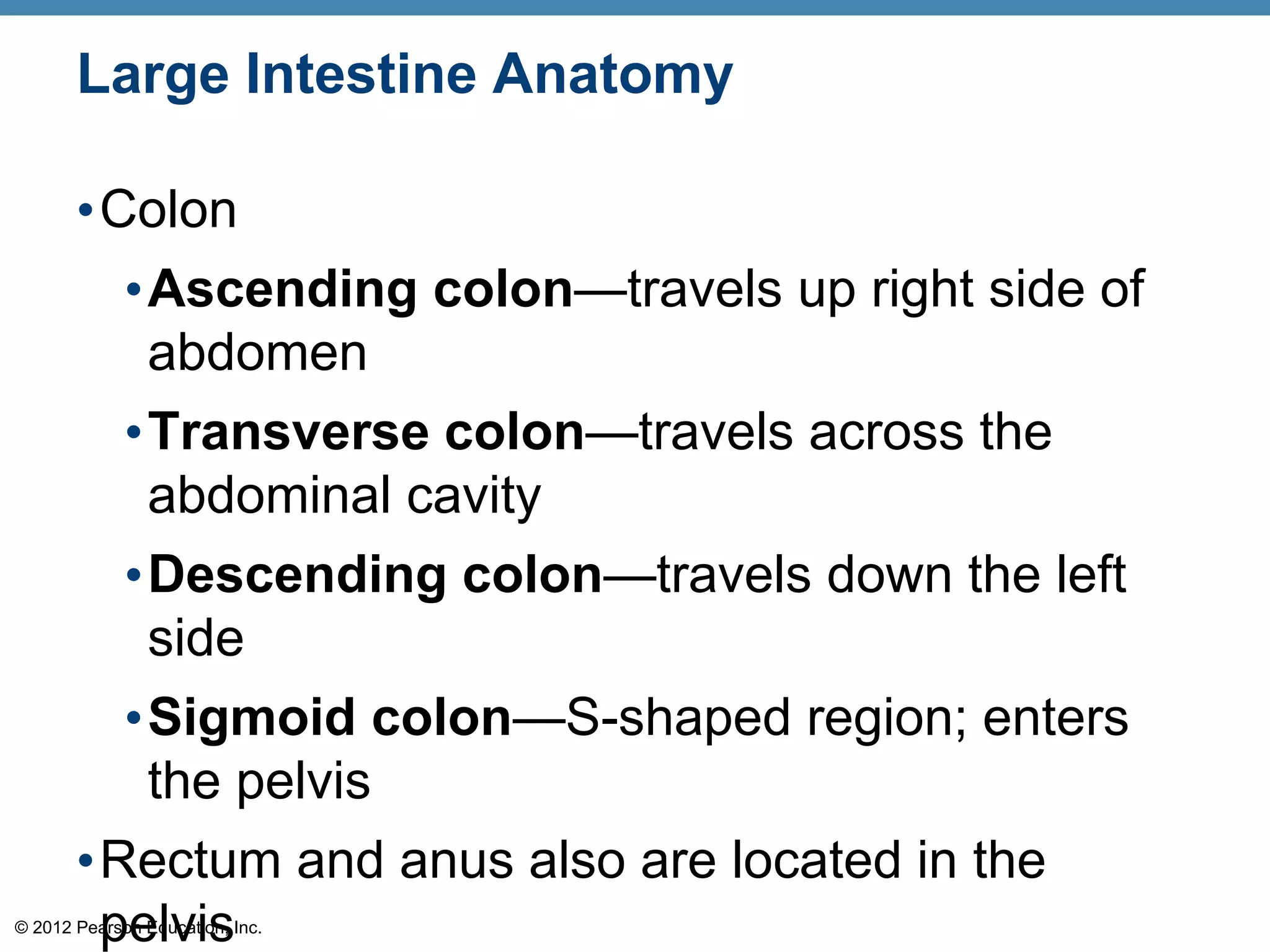 © 2012 Pearson Education, Inc.
Large Intestine Anatomy
•Colon
•Ascending colon—travels up right side of
abdomen
•Transverse colon—travels across the
abdominal cavity
•Descending colon—travels down the left
side
•Sigmoid colon—S-shaped region; enters
the pelvis
•Rectum and anus also are located in the
pelvis
 