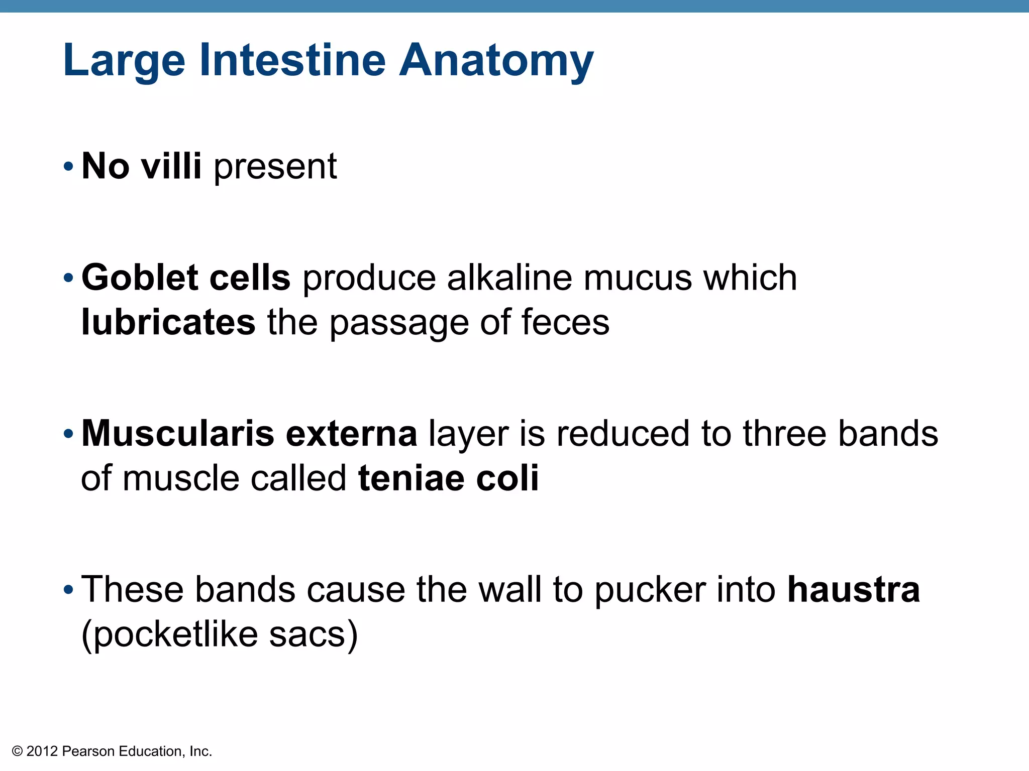 © 2012 Pearson Education, Inc.
Large Intestine Anatomy
• No villi present
• Goblet cells produce alkaline mucus which
lubricates the passage of feces
• Muscularis externa layer is reduced to three bands
of muscle called teniae coli
• These bands cause the wall to pucker into haustra
(pocketlike sacs)
 