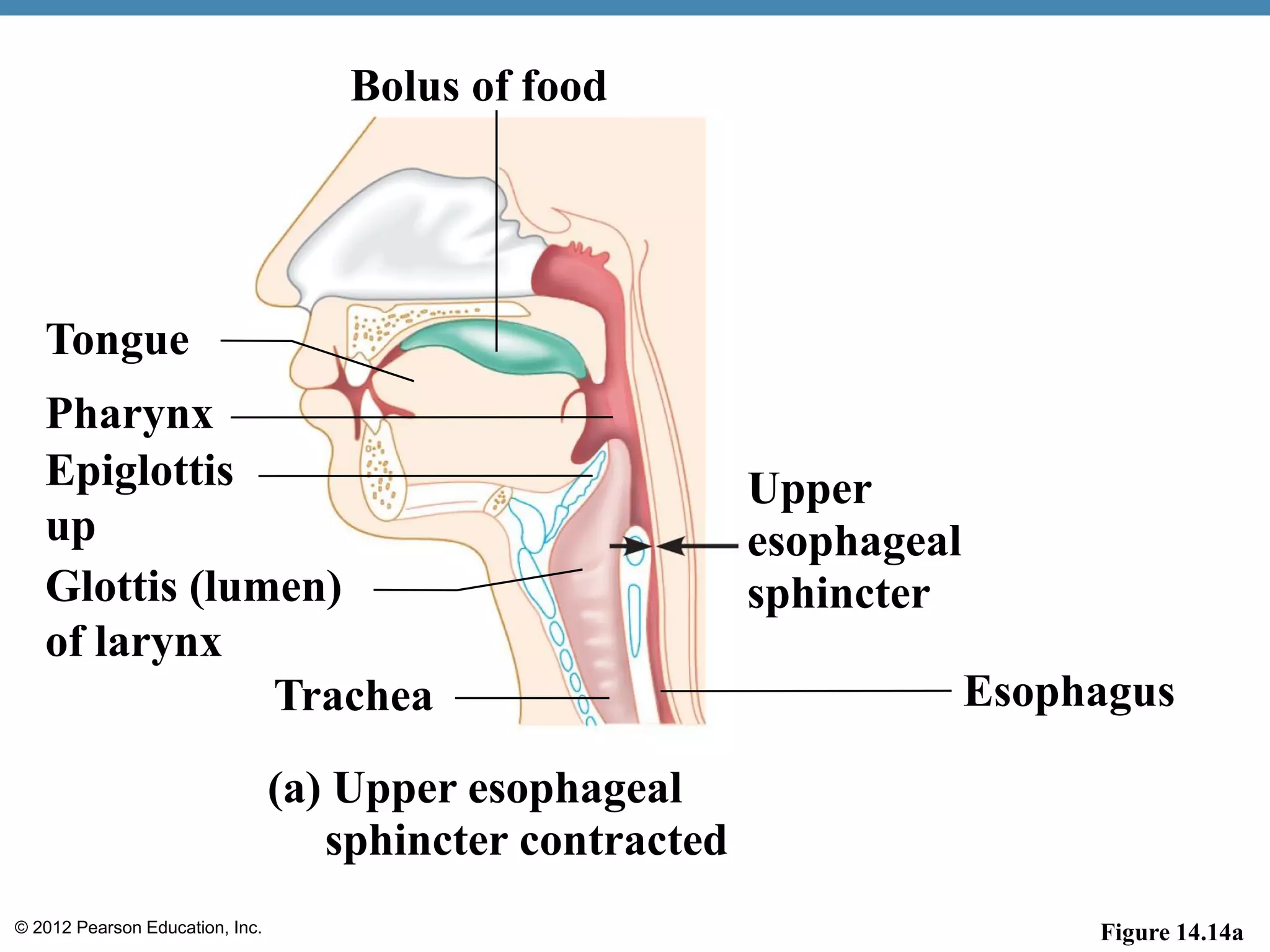 © 2012 Pearson Education, Inc.
Bolus of food
Tongue
Pharynx
Epiglottis
up
Glottis (lumen)
of larynx
(a) Upper esophageal
sphincter contracted
Upper
esophageal
sphincter
EsophagusTrachea
Figure 14.14a
 