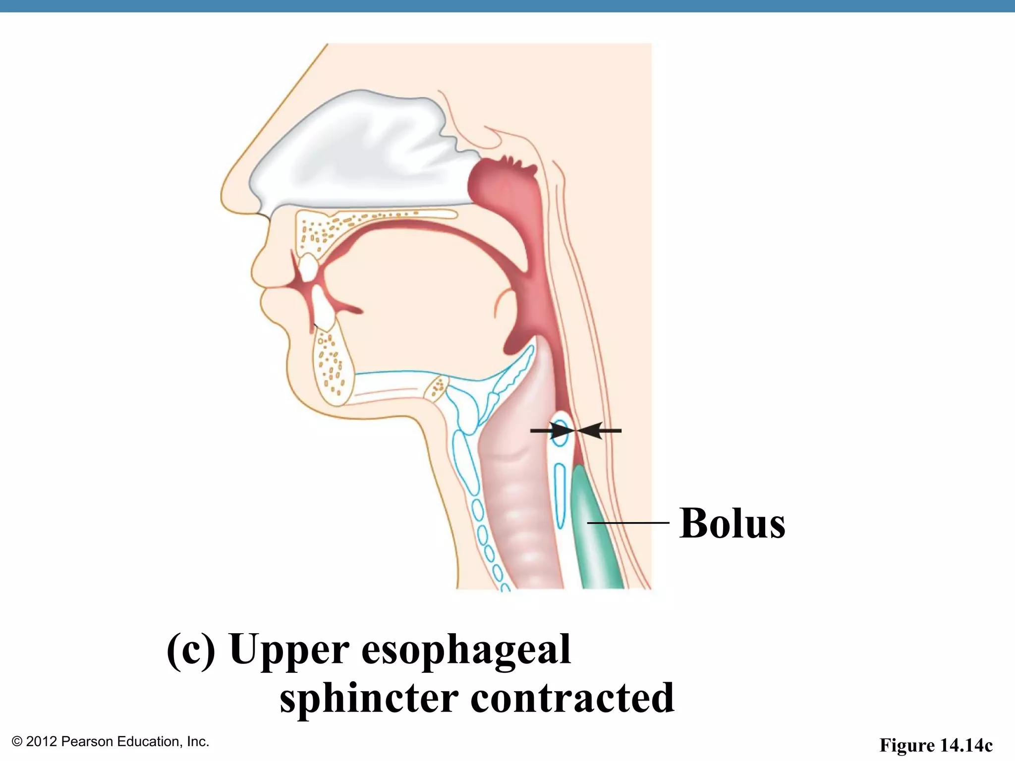 © 2012 Pearson Education, Inc.
Bolus
(c) Upper esophageal
sphincter contracted
Figure 14.14c
 