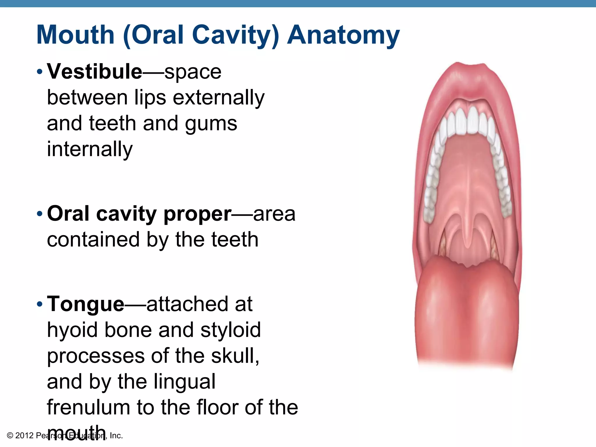 © 2012 Pearson Education, Inc.
Mouth (Oral Cavity) Anatomy
• Vestibule—space
between lips externally
and teeth and gums
internally
• Oral cavity proper—area
contained by the teeth
• Tongue—attached at
hyoid bone and styloid
processes of the skull,
and by the lingual
frenulum to the floor of the
mouth
 
