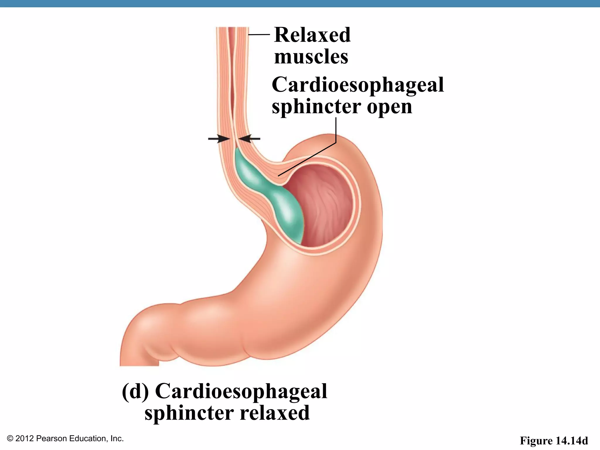 © 2012 Pearson Education, Inc. Figure 14.14d
Relaxed
muscles
Cardioesophageal
sphincter open
(d) Cardioesophageal
sphincter relaxed
 