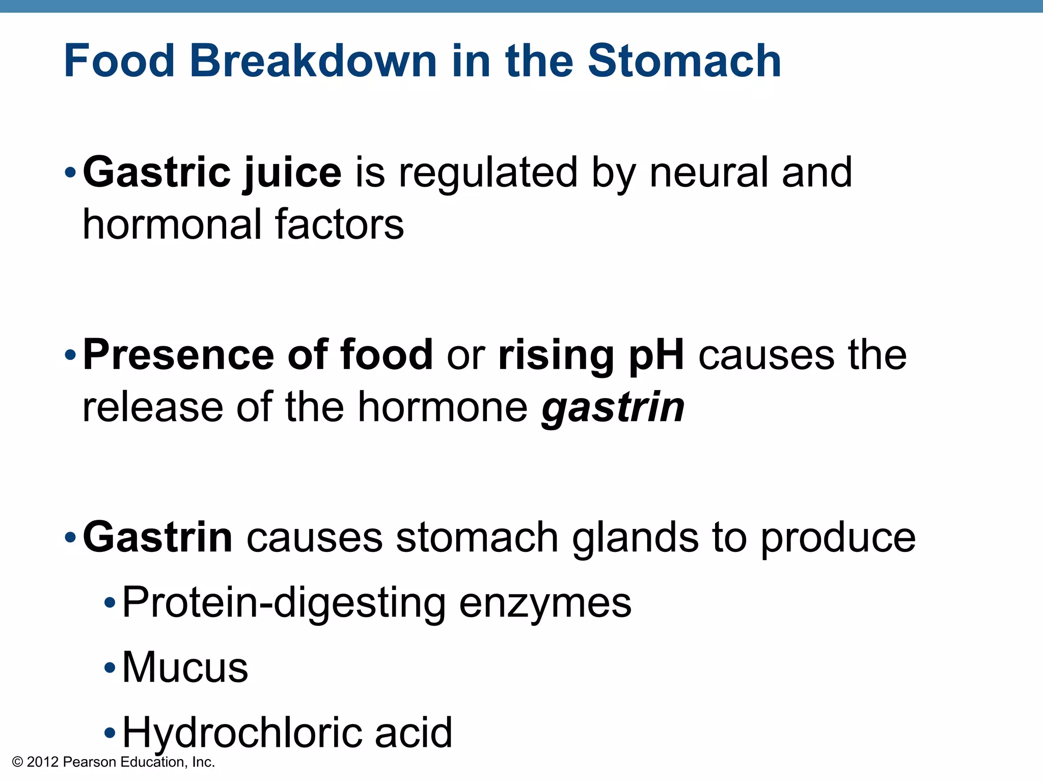 © 2012 Pearson Education, Inc.
Food Breakdown in the Stomach
•Gastric juice is regulated by neural and
hormonal factors
•Presence of food or rising pH causes the
release of the hormone gastrin
•Gastrin causes stomach glands to produce
•Protein-digesting enzymes
•Mucus
•Hydrochloric acid
 