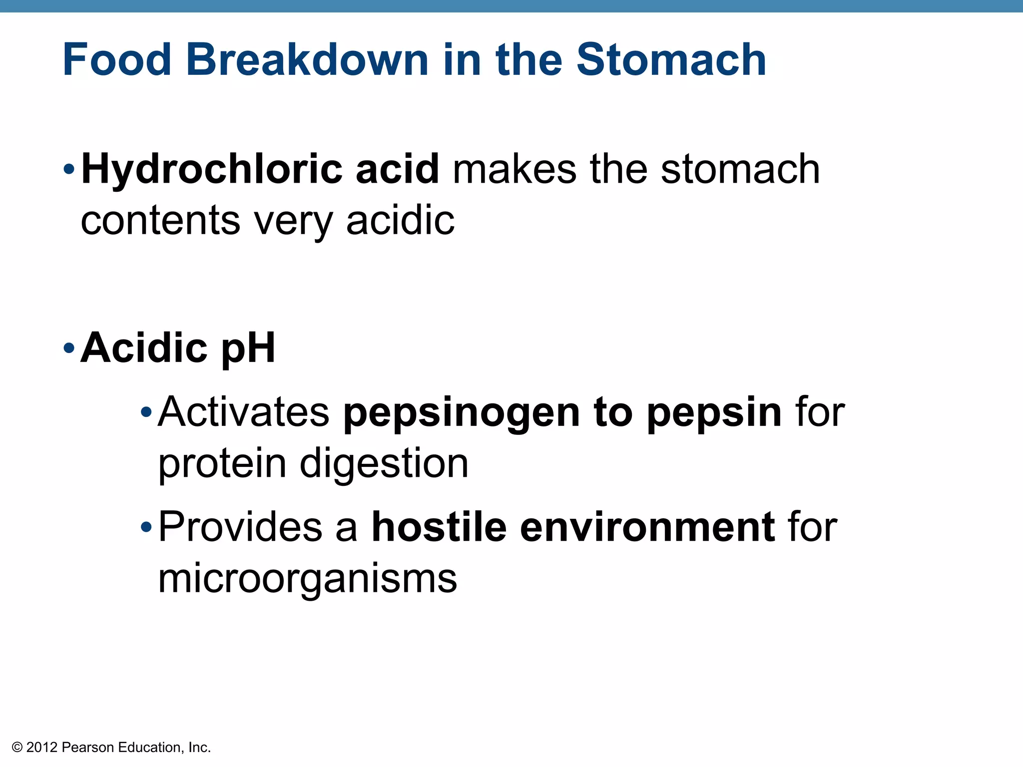 © 2012 Pearson Education, Inc.
Food Breakdown in the Stomach
•Hydrochloric acid makes the stomach
contents very acidic
•Acidic pH
•Activates pepsinogen to pepsin for
protein digestion
•Provides a hostile environment for
microorganisms
 