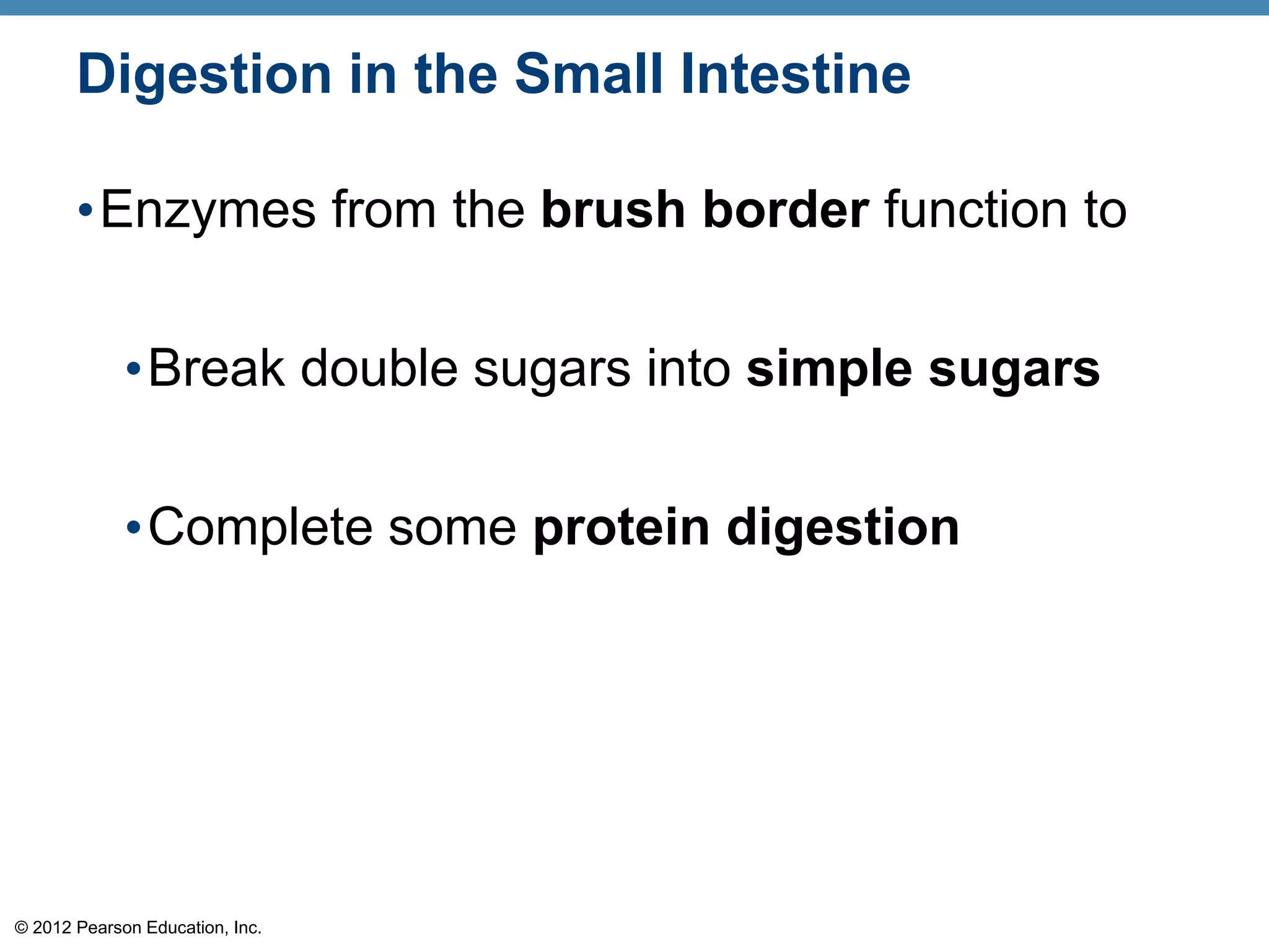 © 2012 Pearson Education, Inc.
Digestion in the Small Intestine
•Enzymes from the brush border function to
•Break double sugars into simple sugars
•Complete some protein digestion
 