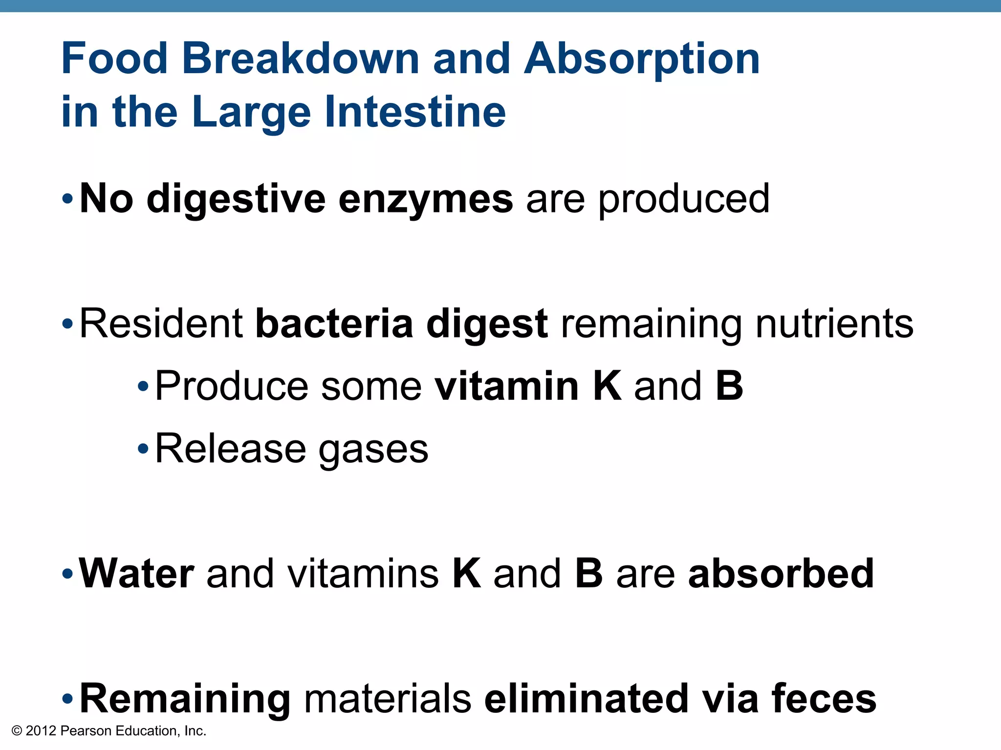 © 2012 Pearson Education, Inc.
Food Breakdown and Absorption
in the Large Intestine
•No digestive enzymes are produced
•Resident bacteria digest remaining nutrients
•Produce some vitamin K and B
•Release gases
•Water and vitamins K and B are absorbed
•Remaining materials eliminated via feces
 