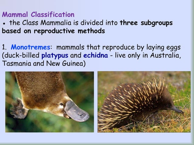 ZOO 8 - Diversity of Mammals and classes of Mammals | PPT | Reptiles | Pets