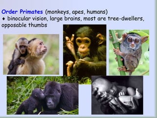 ZOO 8 - Diversity of Mammals and classes of Mammals | PPT