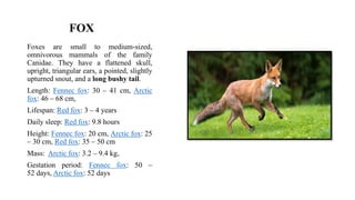 Fox Definition Zoo and Wild Animal.pptx