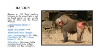 Zoo and Wild Animal.pptx