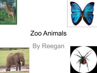 Zoo Animals By Reegan 