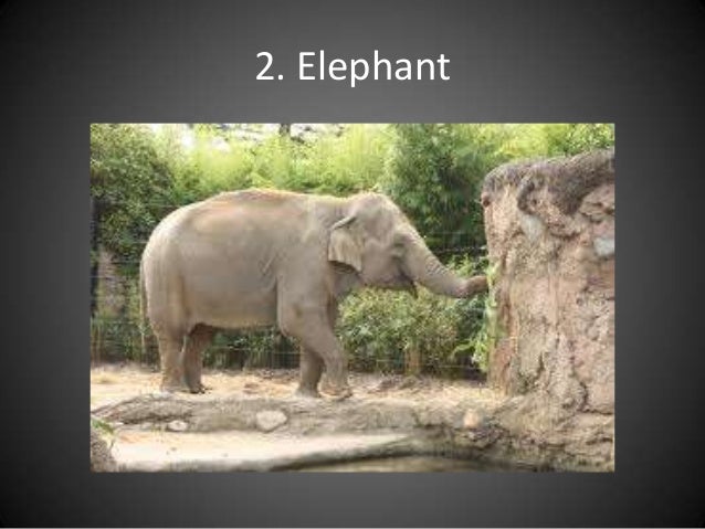 Zoo animals answers